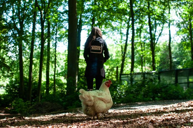 Vrijwilliger met geredde kip