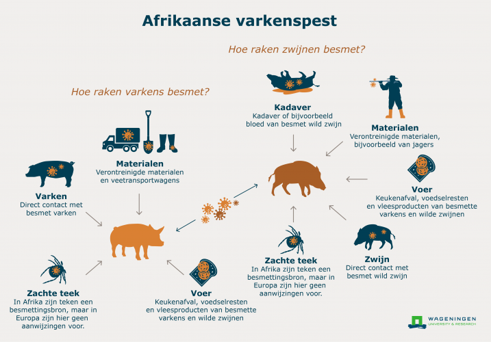 Verspreiding Afrikaanse varkenspest.