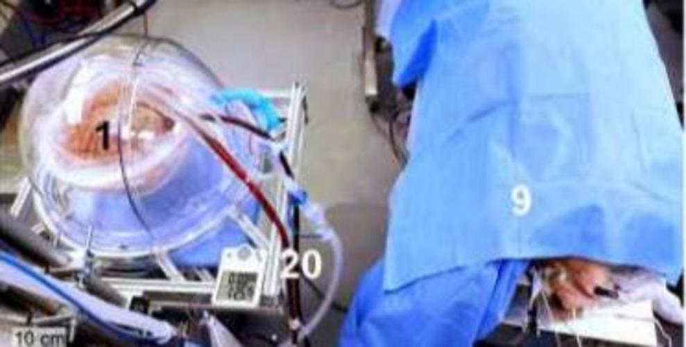 Donorlongen aangesloten op de bloedsomloop van een varken (onder het blauwe doek). Fotocredit: artikel in Nature Medicine