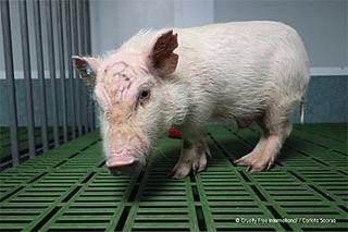 Vivotecnia 2021:Fotocredit: Varkens worden in etages gehuisvest in een donkere ruimte op een harde roostervloer, zonder rustplaatsen, zonder strooisel en zonder verrijking. Cruelty Free International