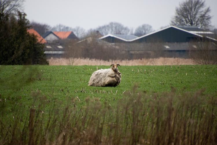 De eerste keer dat Animal Rights Sylvia in haar leefgebied zag.