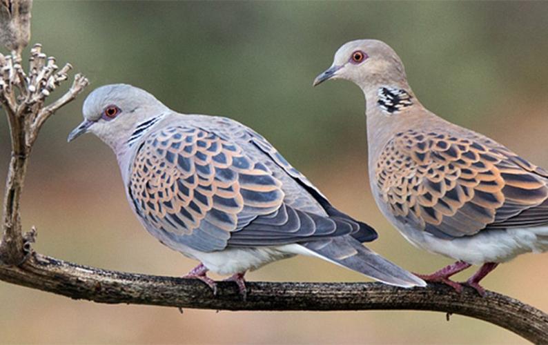 Voor o.a. de zomertortel is geen enkele onderbouwing aanwezig.