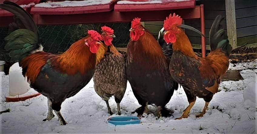 Met de geredde dieren gaat het goed. 