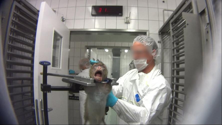 Proefaap met geweld in een fixatiestoel gestoken. Fotocredit: Soko Tierschutz/ Cruelty Free International