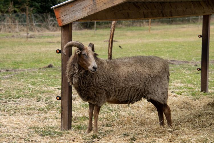 Sylvia in haar nieuwe leefomgeving dat valt onder Akka's Ganzenparadijs.