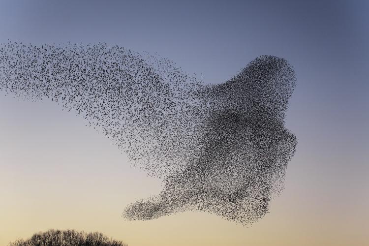 Spreeuwen dansen in de lucht. Foto: Remco Stunnenberg.