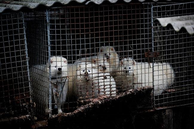 Pelsdieren kunnen geen kant op in de fokkerij