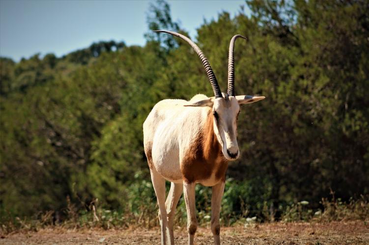 De algazel is uitgestorven in het wild, maar wordt afgeschoten en geïmporteerd. 