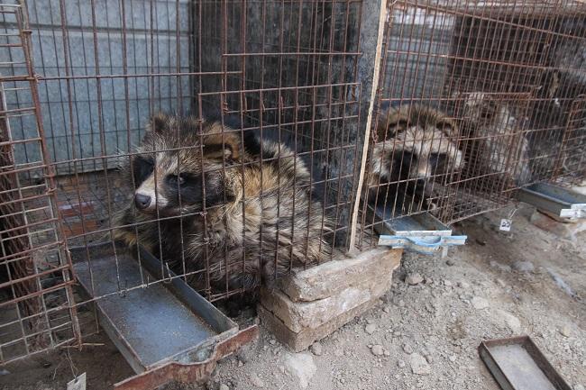 De dieren kunnen amper bewegen