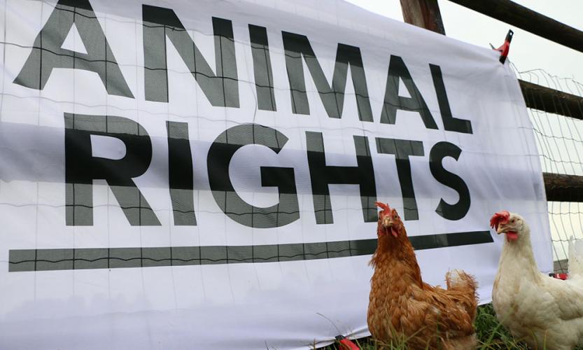 research about animal rights in your opinion