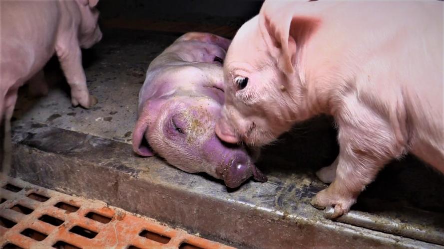 Varkens in de veehouderij sterven altijd een gruwelijke dood.