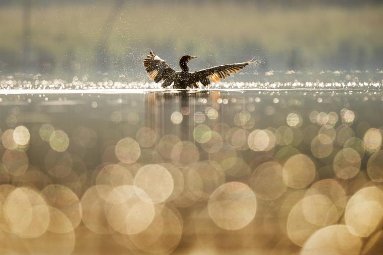 Doe mee aan de categorie vogels!