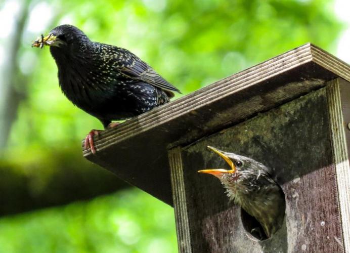 Spreeuwen uit nest halen mag niet.