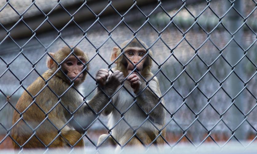 Apen slachtoffer van handel en dodelijke experimenten