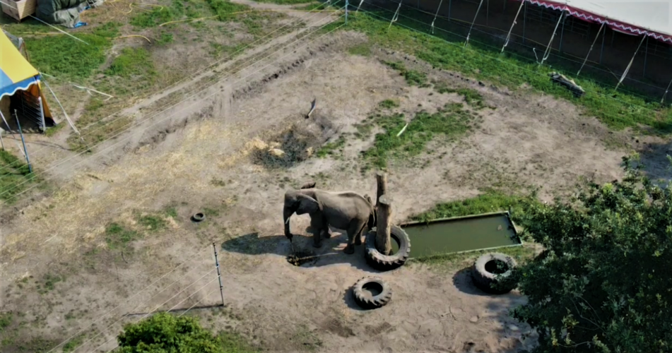 Buba mag ondanks het verbod nog meereizen met Circus Freiwald.