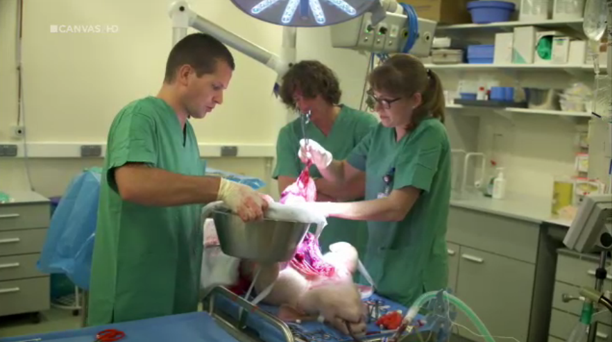 Donorvarken voor het testen van een toestel voor longtransplantaties aan de KU Leuven. Fotocredit: Canvas Documentaire: Dieren als instrumenten