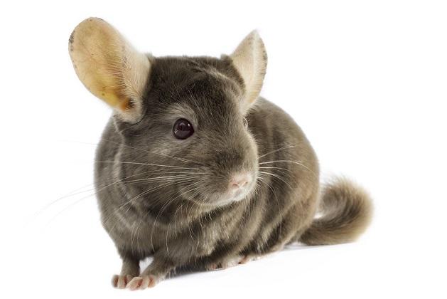 KU Leuven doodt katten en chinchilla’s na hersenexperimenten | Animal