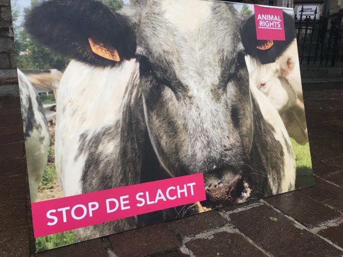 In 2017 bracht Animal Rights gruwelijke undercoverbeelden naar buiten uit runderslachthuis Izegem