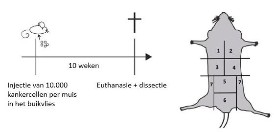 Bij elke muis worden 10.000 menselijke darmkankercellen in het buikvlies ingespoten. Na 10 weken werden alle muizen afgemaakt en open gesneden.