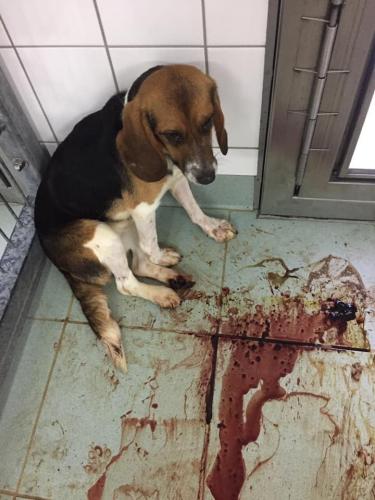 Beagle achtergelaten in bloed besmeerde hok. Fotocredit: Soko Tierschutz/ Cruelty Free International