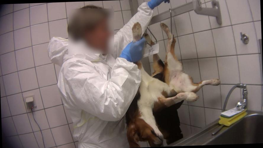 Afgemaakte hond net als in een slachthuis opgehangen op een vleeshaak