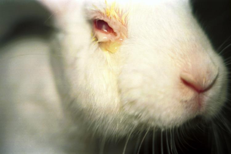 Draize test of oogirritatietest bij een konijn