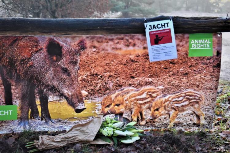 Spandoek met everzwijn en biggen