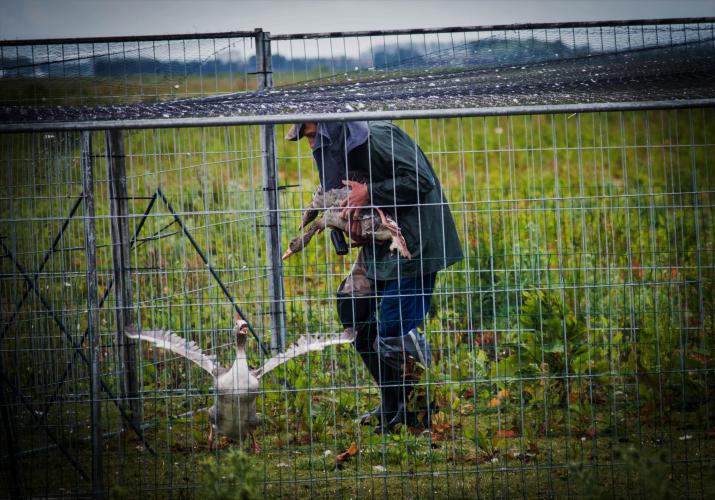 Activisten van Animal Rights leggen de vergassingen vast (2017).