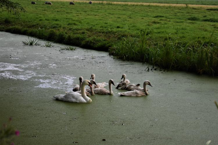 Knobbelzwanen zijn een geliefd doelwit van jagers.