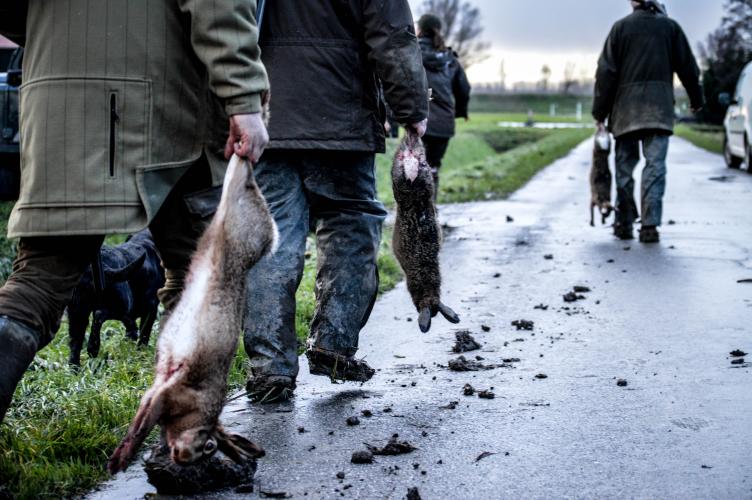 Foto Animal Rights: jacht op hazen.