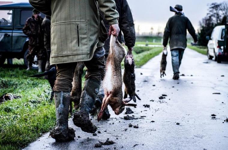 In drie jaar tijd zijn er 251.203 hazen gedood.