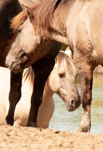 Animal Rights, OVP, Oostvaardersplassen, grote grazers