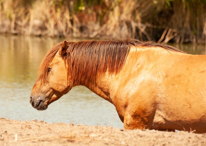 Animal Rights, OVP, Oostvaardersplassen, grote grazers