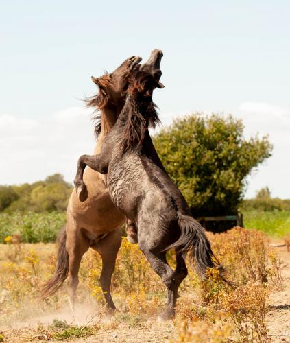 Animal Rights, OVP, Oostvaardersplassen, grote grazers