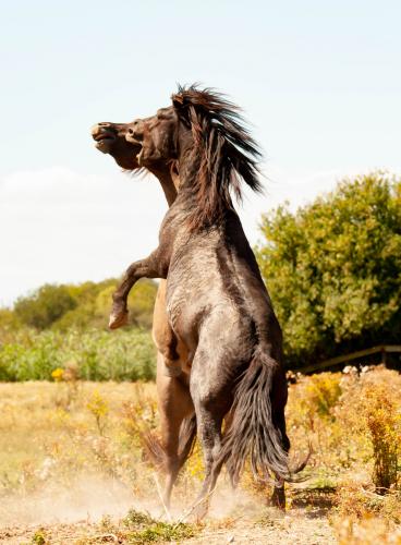 Animal Rights, OVP, Oostvaardersplassen, grote grazers