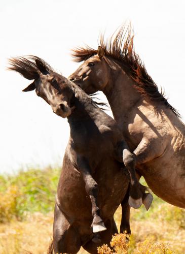 Animal Rights, OVP, Oostvaardersplassen, grote grazers