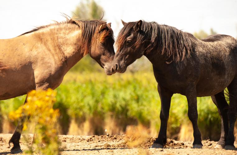 Animal Rights, OVP, Oostvaardersplassen, grote grazers