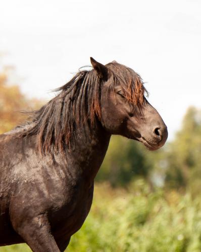 Animal Rights, OVP, Oostvaardersplassen, grote grazers