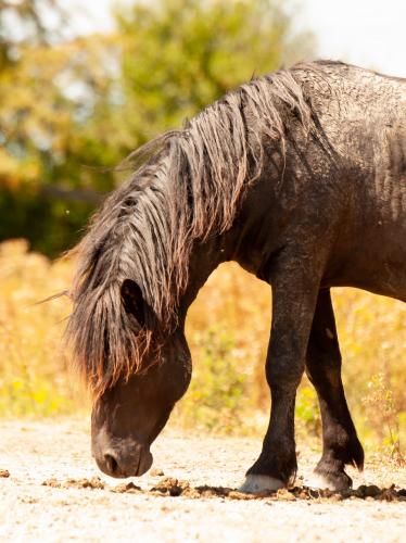 Animal Rights, OVP, Oostvaardersplassen, grote grazers