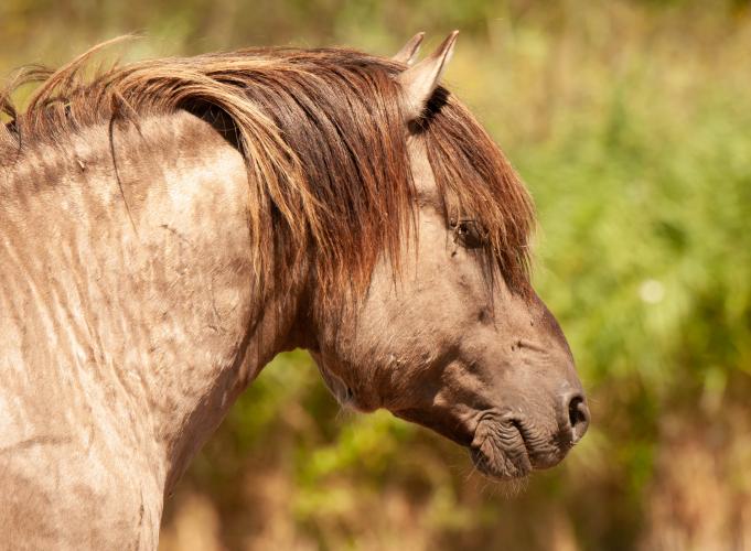 Animal Rights, OVP, Oostvaardersplassen, grote grazers