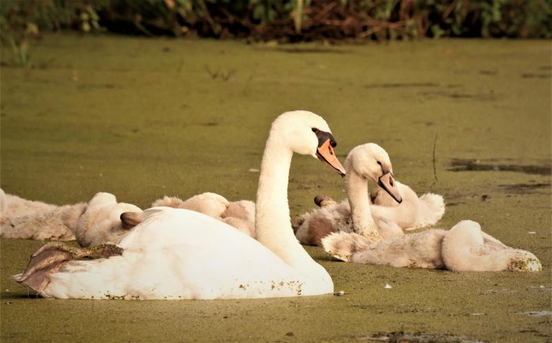 Een familie knobbelzwanen.