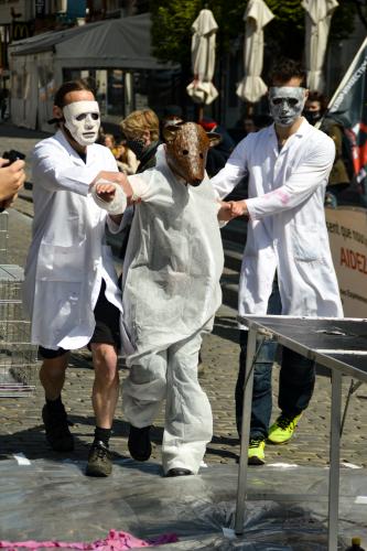 Proefmuis wordt door wetenschappers naar de dissectietafel gesleurd. Fotokrediet: Jilke Tielemans.