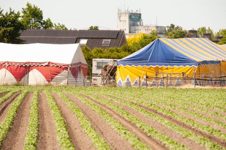 Circus Freiwald is gestrand in Beringe vanwege de coronacrisis.