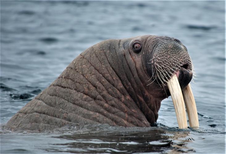 Er zijn Belgische jagers die walrussen hebben doodgeschoten.
