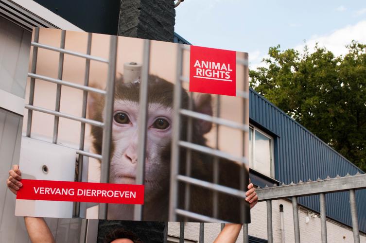 Animal Rights wil een einde aan de handel in laboratoriumapen.