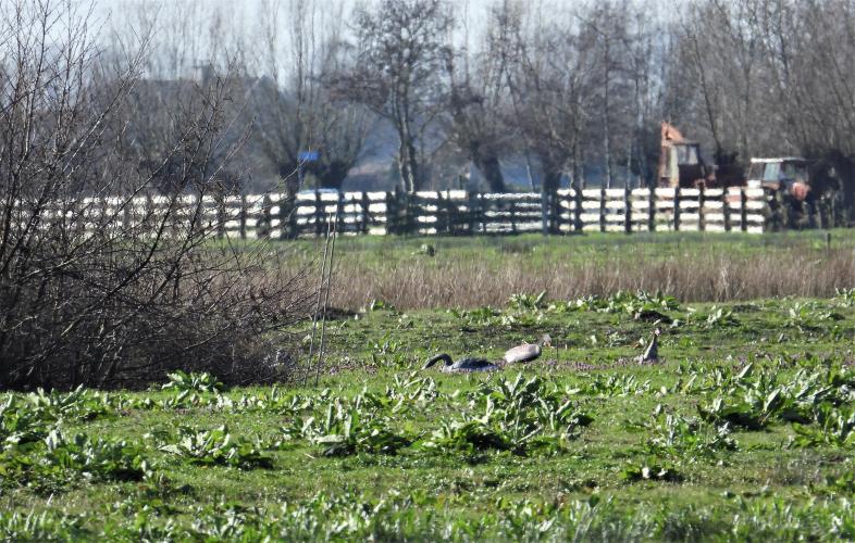 Plastic ganzen lokken overvliegende dieren.