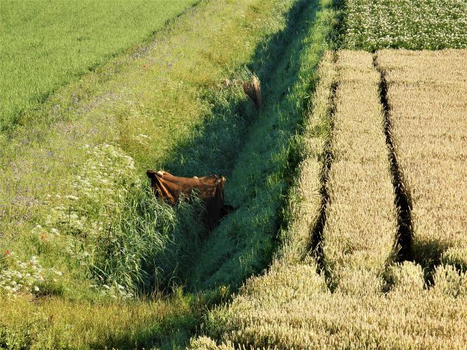 Aan de andere kant van de dijk zitten de jagers verstopt.