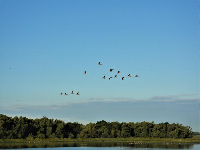 De Oeverlanden, Natura 2000 gebied.