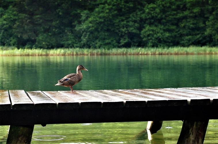 De broedvogelstand en de winterpopulatie in Zuid-Holland zijn gehalveerd.