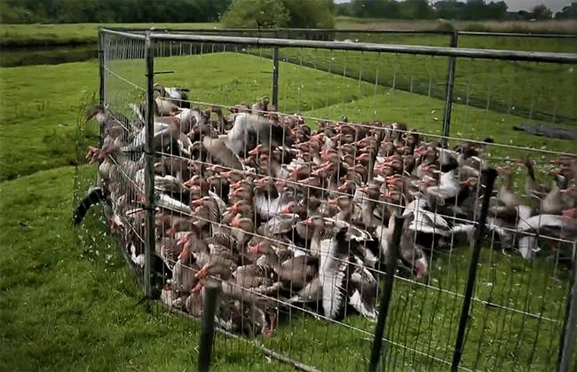 Wanhopige ganzen proberen te ontsnappen. 